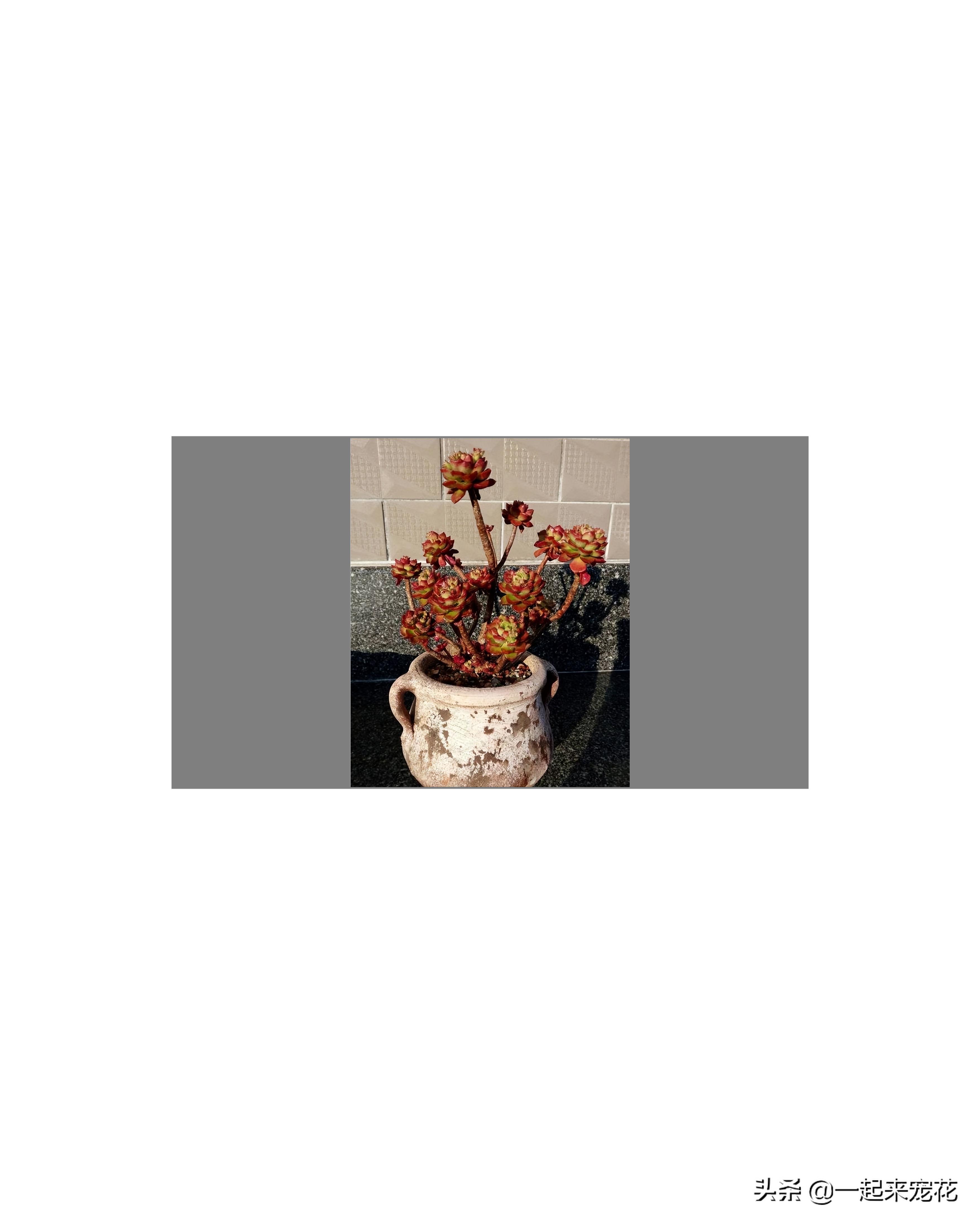 马库斯多肉夏天怎么上盆,多肉马库斯小老桩