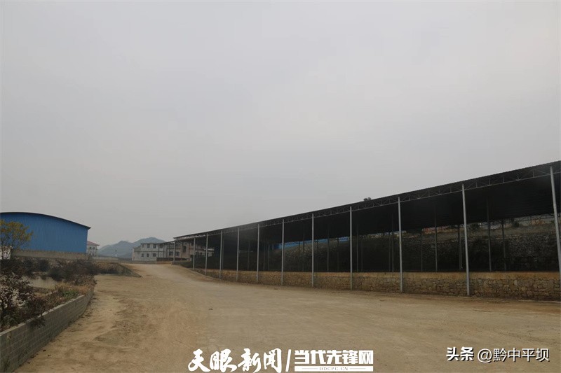 一根葱，“万元田”充值“亿元财”！平坝区天龙镇二官村敢为人先的大葱产业致富经