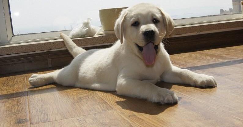 养狗首选这几种忠诚又好养,新手养狗建议养这几种好养又省事