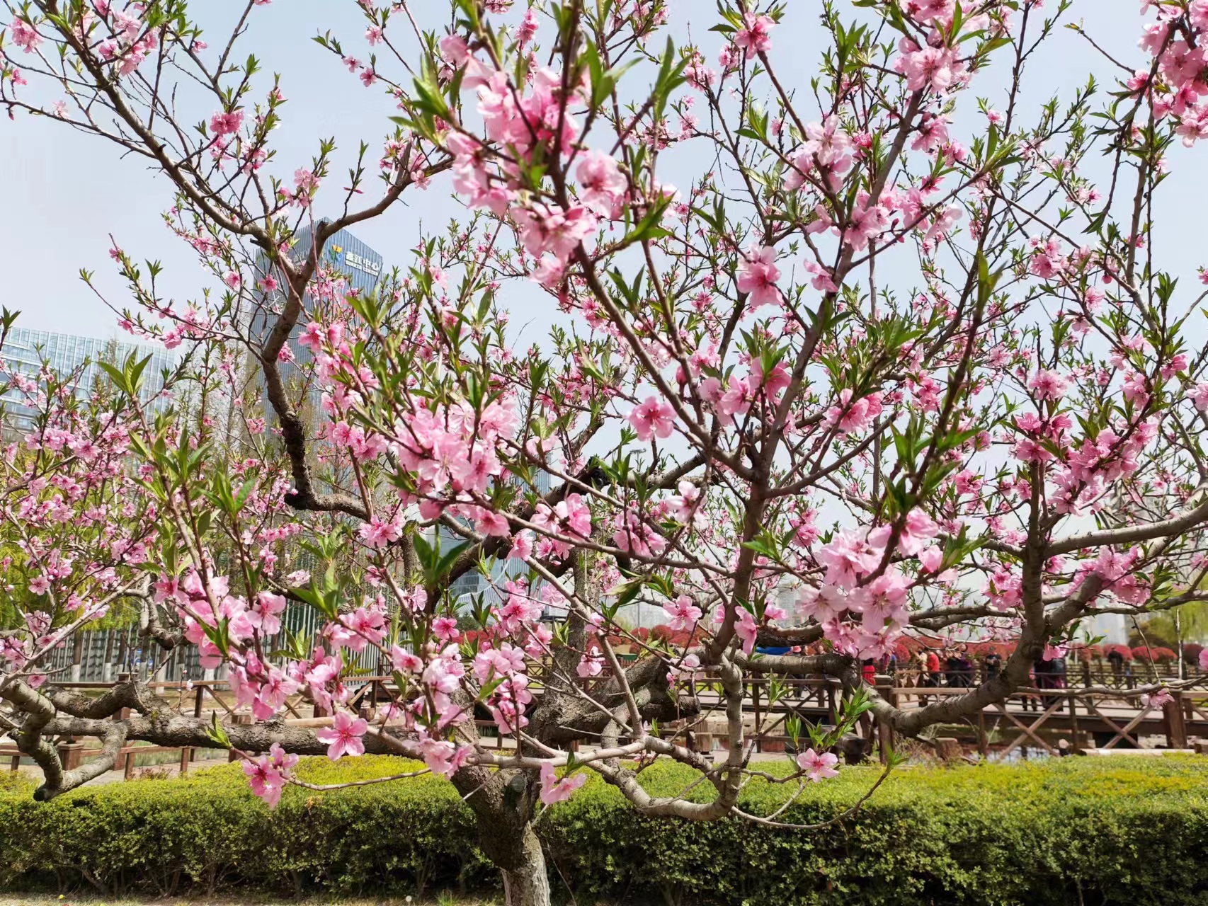 原创七绝春藏头诗,春吟新韵的七绝诗