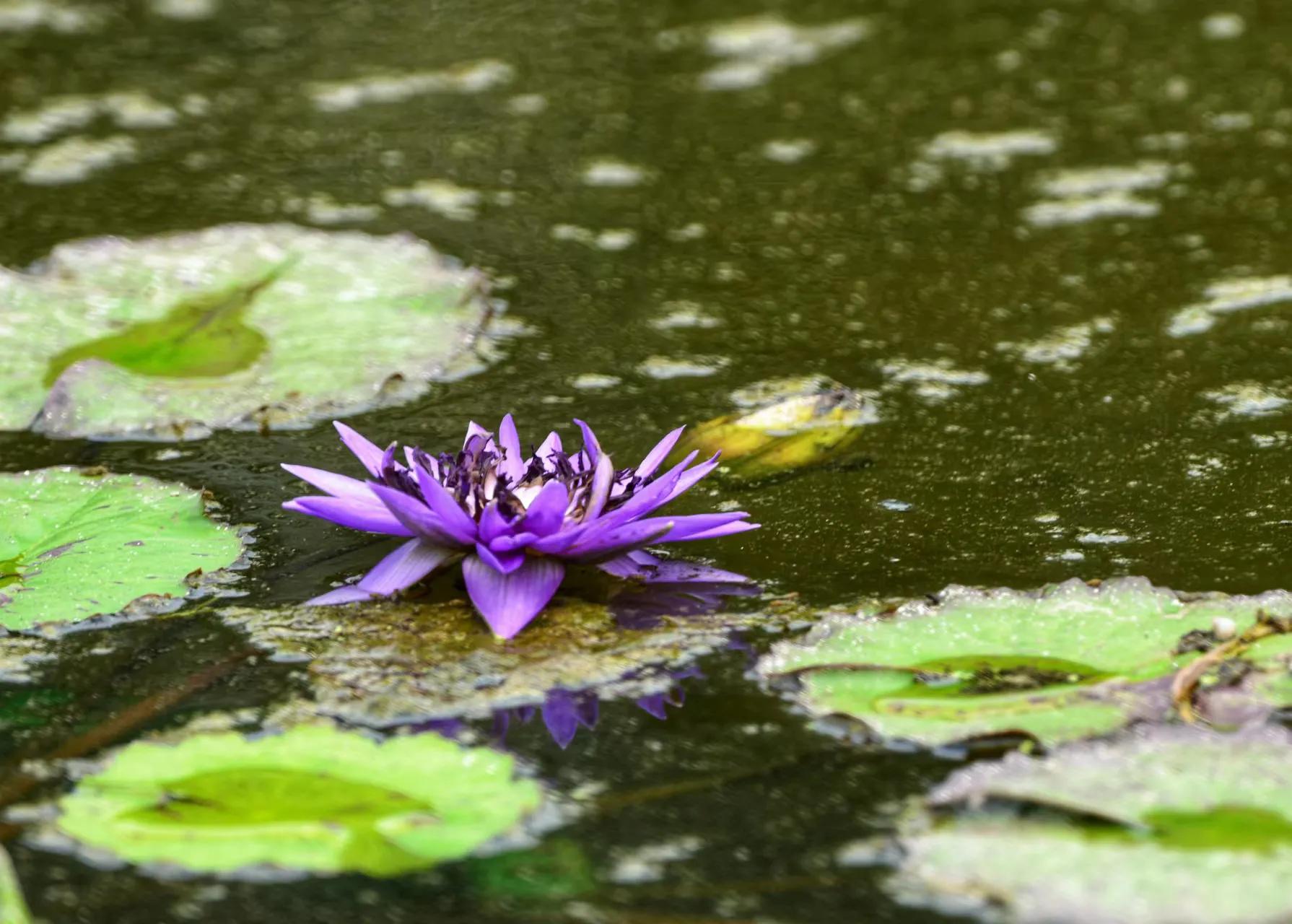 高龄胰腺癌晚期还有必要化疗吗,胰腺癌晚期医生建议不化疗