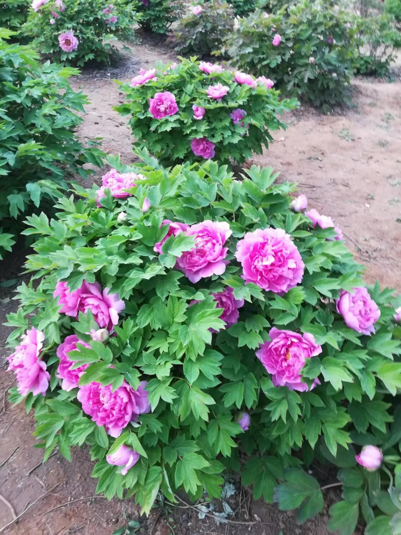 “嫂子，你是在窥探我家隐私”女儿留学想寄住姑姑家，小姑发火了