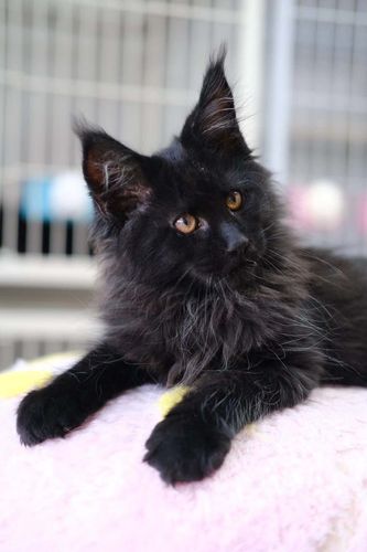 为什么那么多人养缅因猫,为什么很少人养缅因猫