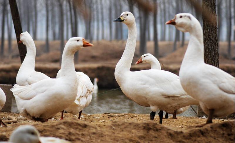 如何判断鹅病的四种方法,鹅怎么看生病