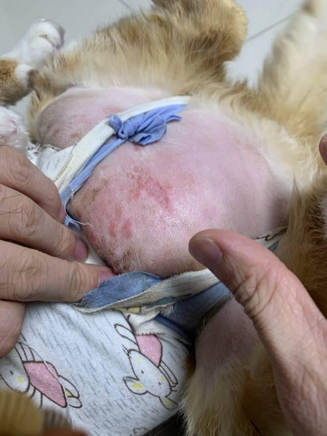 猫咪腹部溃烂治疗方案,小猫猫瘟口腔溃烂怎么办