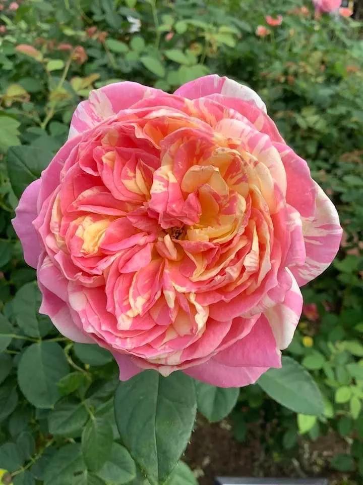 月季品种醉花,月季品种大全及图片欣赏