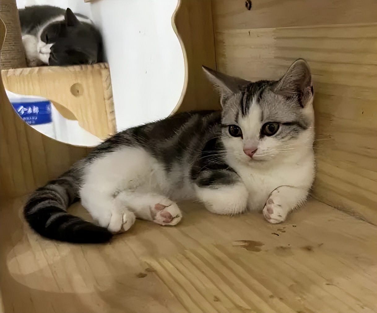 北青探店|创新百分百！这间“实验室”有各种DIY手工还能撸猫