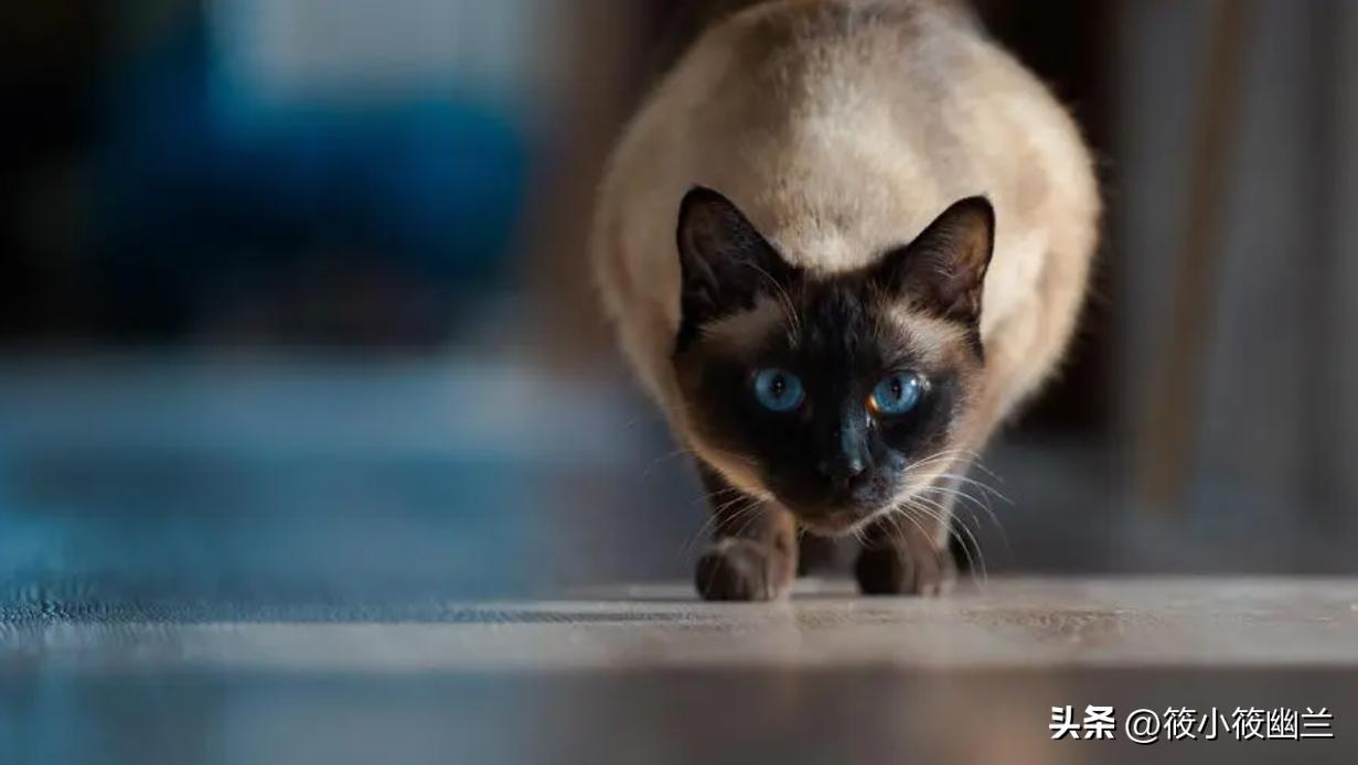 便宜适合新手养的猫咪一百左右,猫咪价格便宜又好养