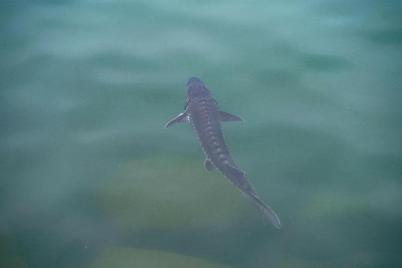 野外灭绝长江鲟现身,野外灭绝的长江鲟为何再次现身