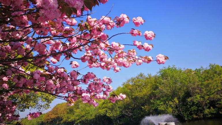 适合清明养生的茶有哪些,清明时节适宜饮什么茶