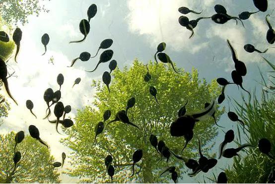 接姐过端午，癞蛤蟆躲端午的缘由，为什么有人能抓上千只癞蛤蟆？