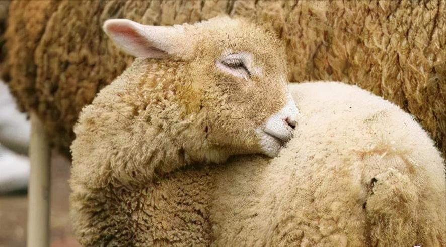 华牧生物养殖技术,羊的饲养管理与疾病