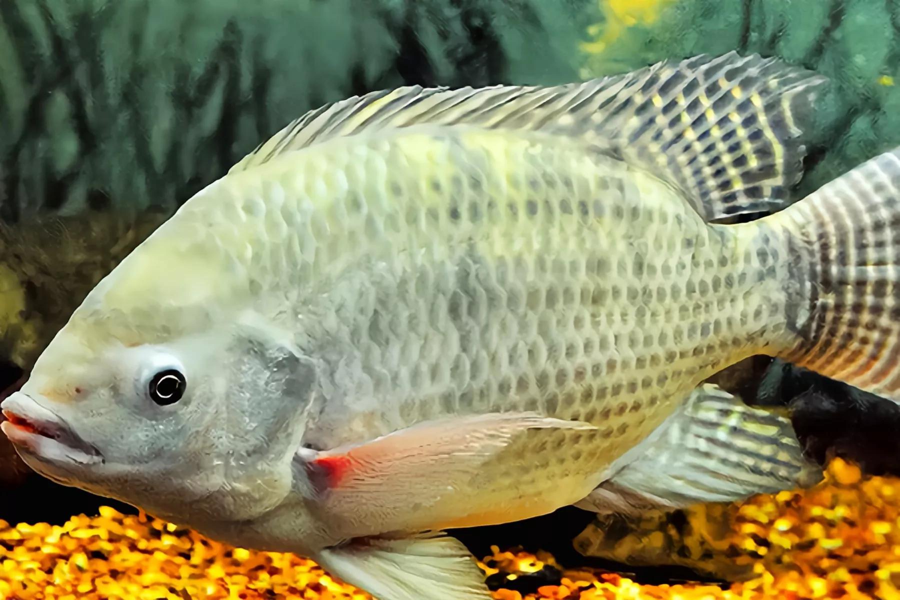 严禁从什么地方购买放流水生生物,哪些鱼类禁止放流