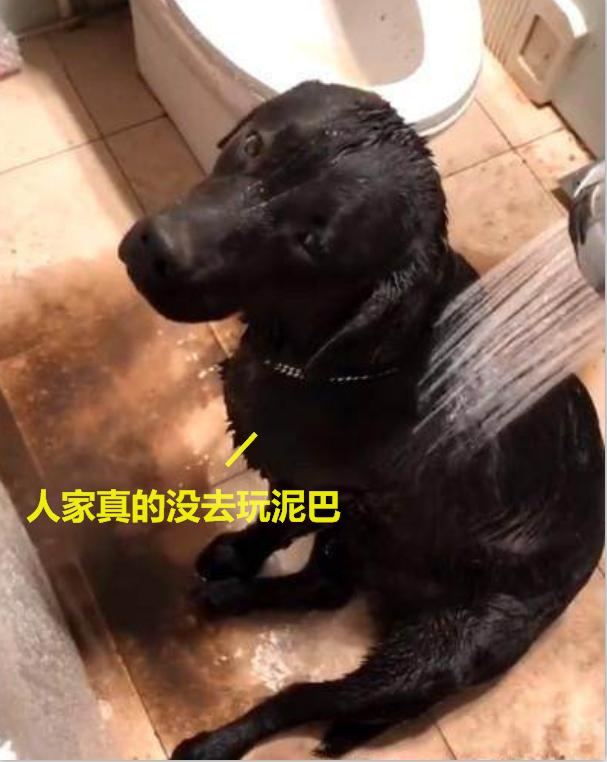 黑色拉布拉多和金毛哪个好养,黑色拉布拉多适合和什么颜色配