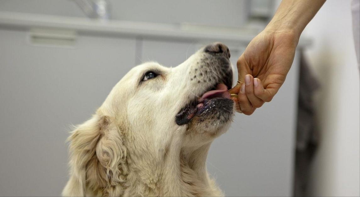 治疗狗狗寄生虫超长版,狗狗有寄生虫怎么治疗