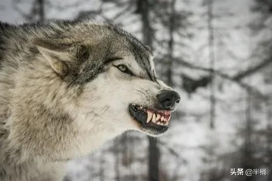 狼这种动物的特性是什么,世界十大可怕动物狼