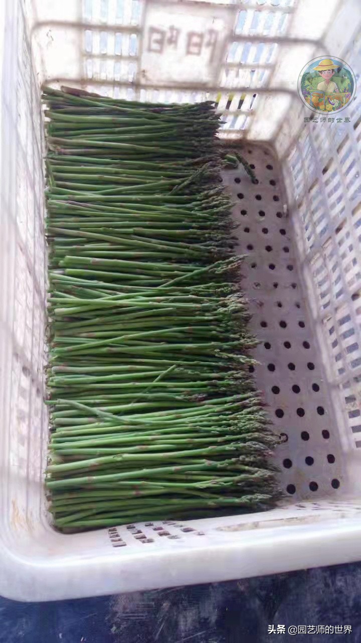 种植100万亩芦笋需育苗多少亩,带根芦笋怎么种植