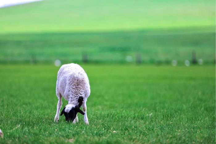 内蒙古十日游自由行攻略,内蒙古路线推荐玩转内蒙六日游