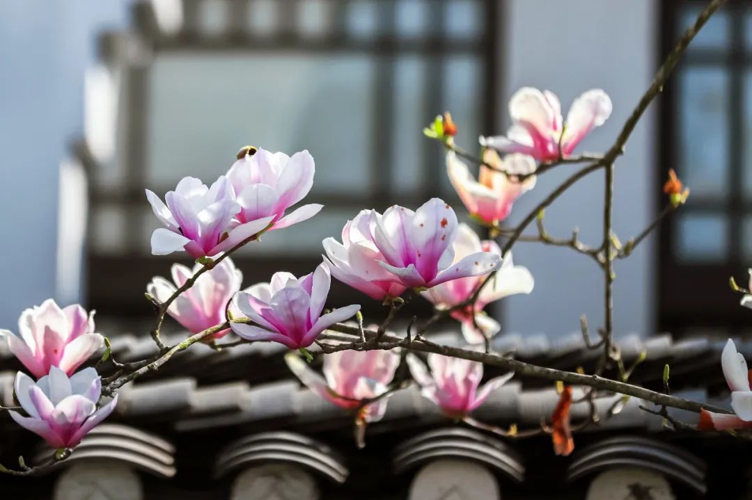 住阳朔应该住哪里的酒店,住阳朔附近哪里比较好