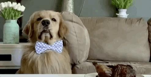 狗狗的肠道不好引起的口臭怎么办,狗狗肠胃不好平时应该怎么调理