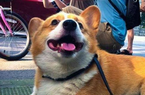 柯基去除狗体味的妙招,柯基幼犬体味大怎么办