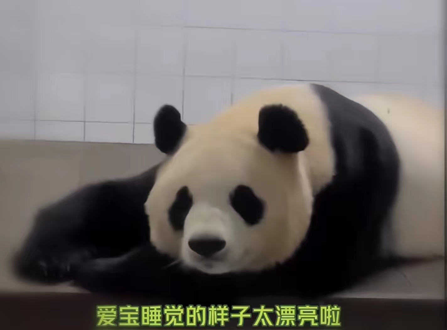 爱宝对姜爷爷有多信任,爱宝对姜爷爷的信任