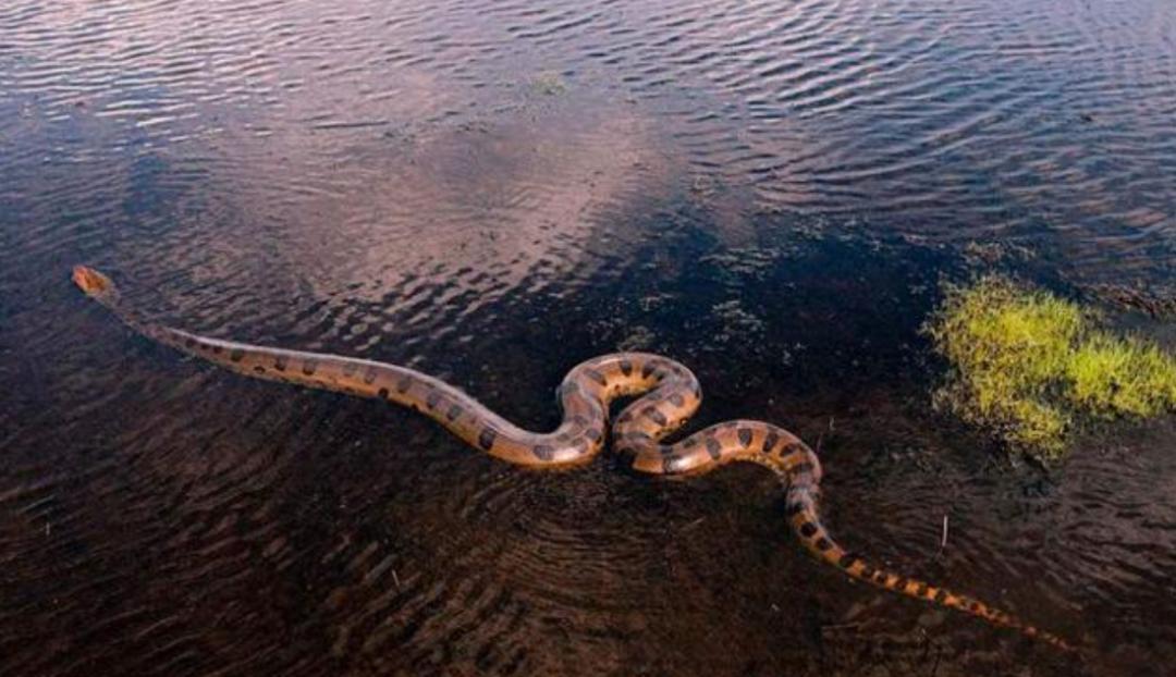 如果在野外遇到森蚺怎么办,亚马逊森蚺真的能生吞活人吗