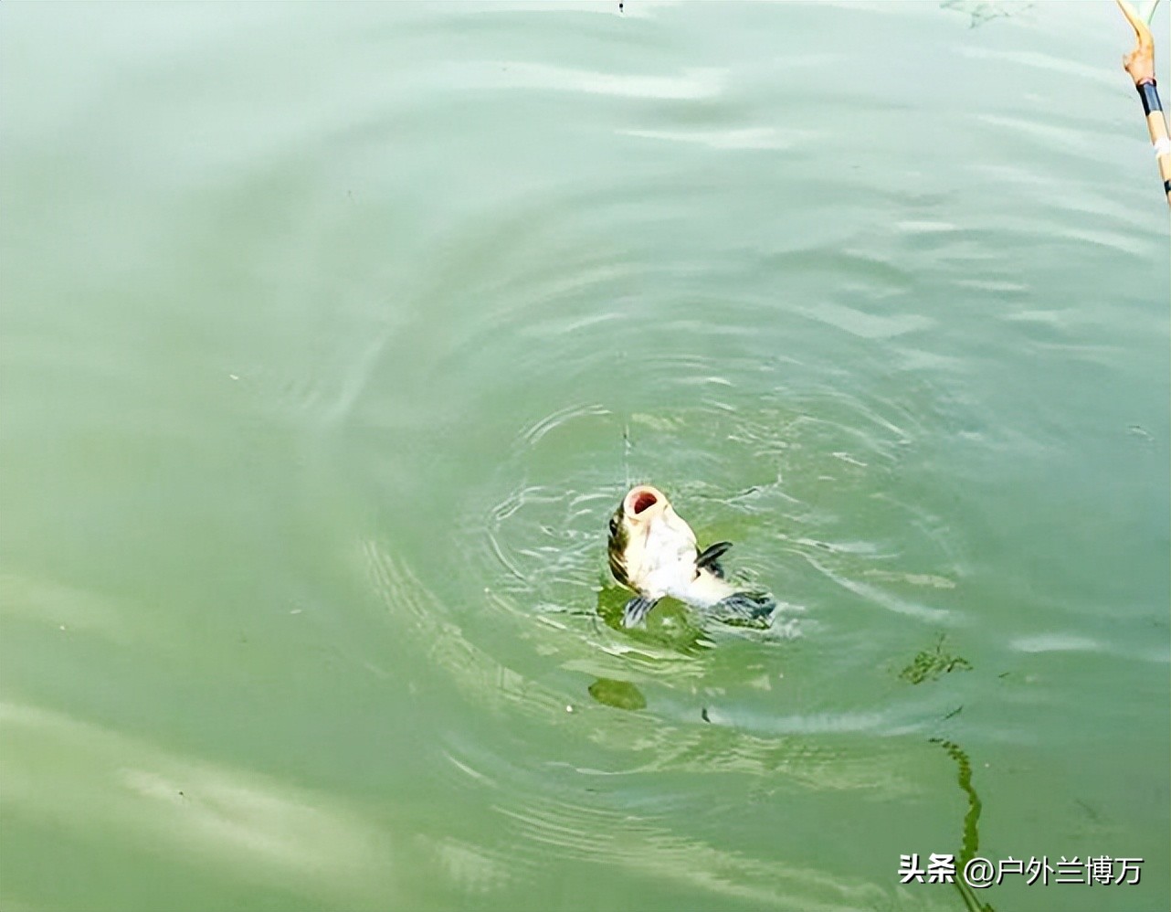 过来人奉劝你，对并继竿要求过高，最好别买