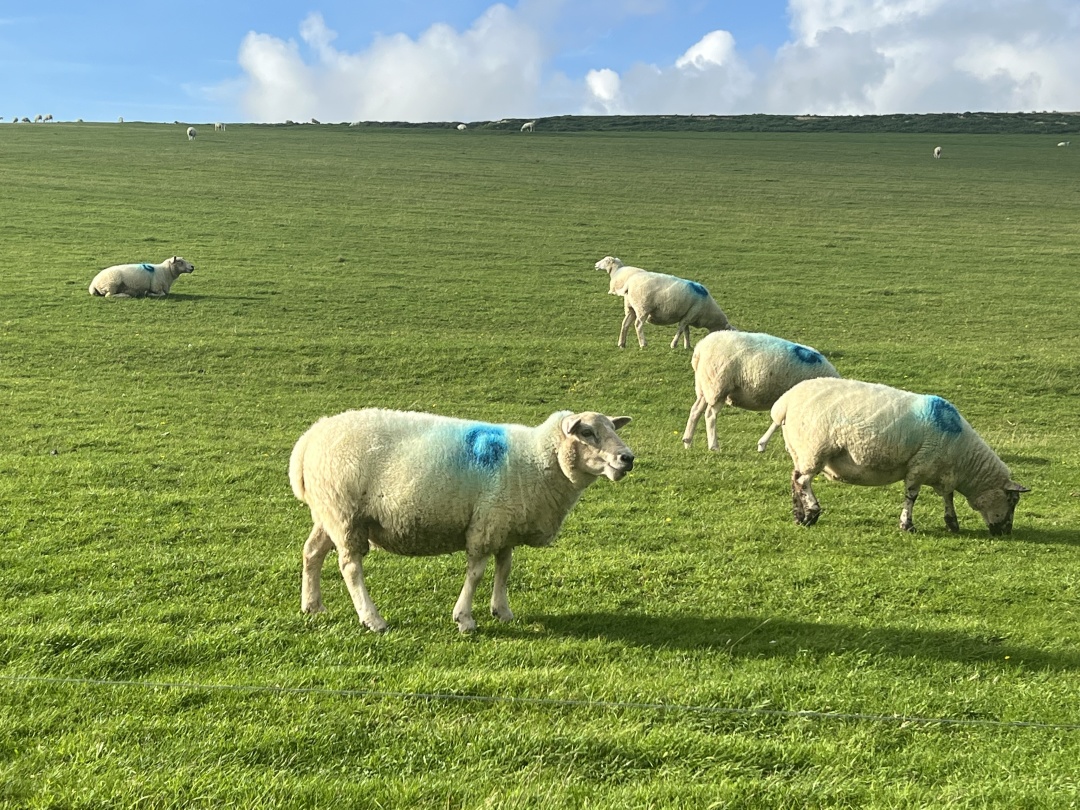 95后团子在英国：考研两战上岸，出国当教师志愿者，遭流浪汉打劫