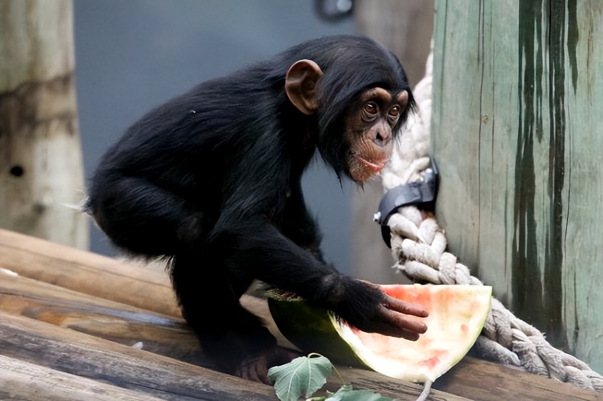 充满想象力的动物图片100张,卡通动物图片大全可爱