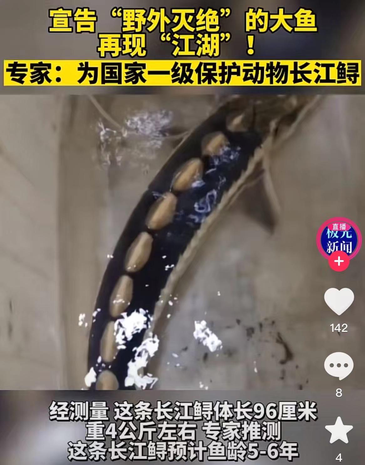 罕见白狐现身杭州！眼神很媚、爱吃火腿不怕人，为何说绝非好事？