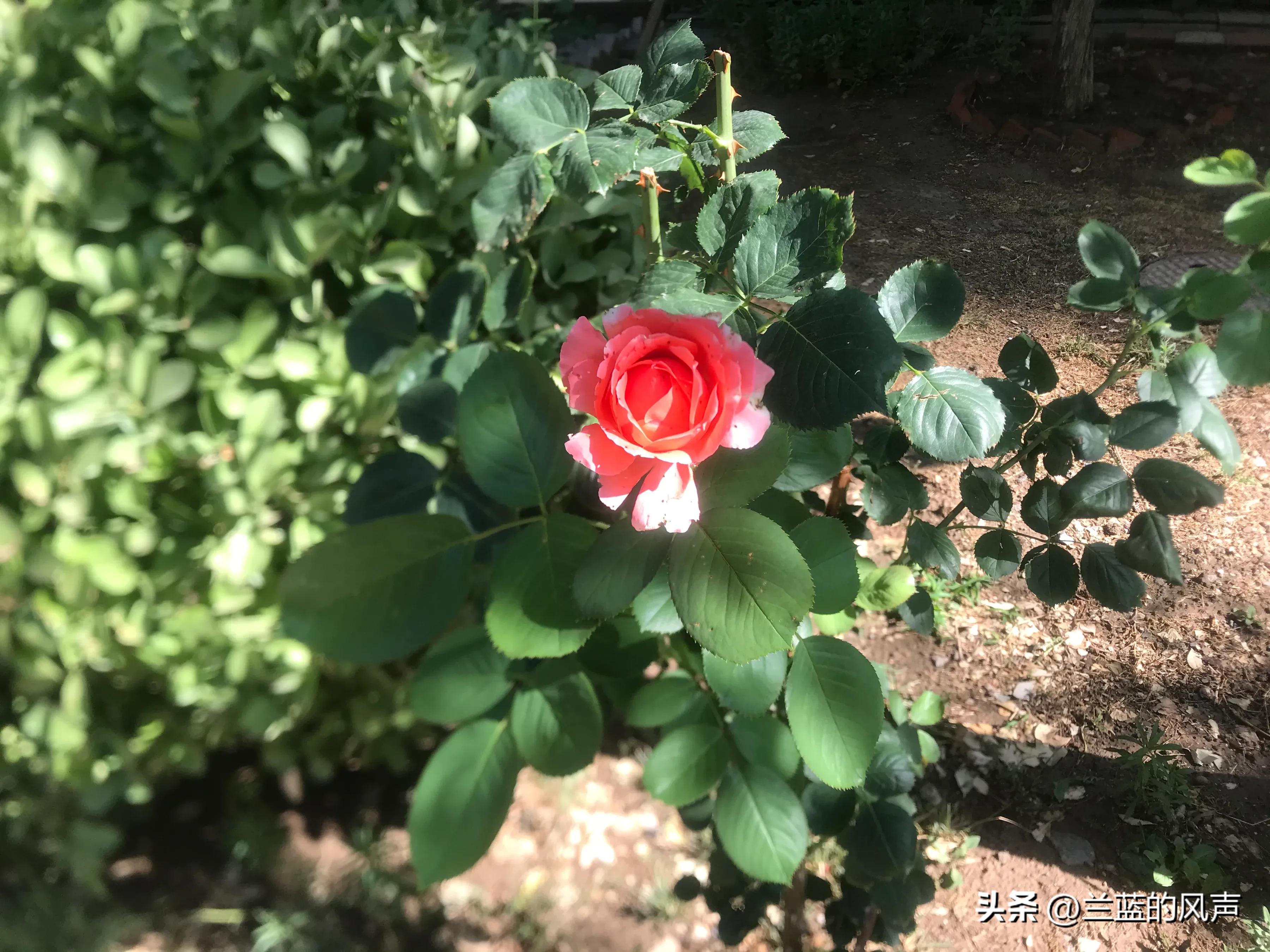 励志情感语录人生感悟,励志情感语录文案