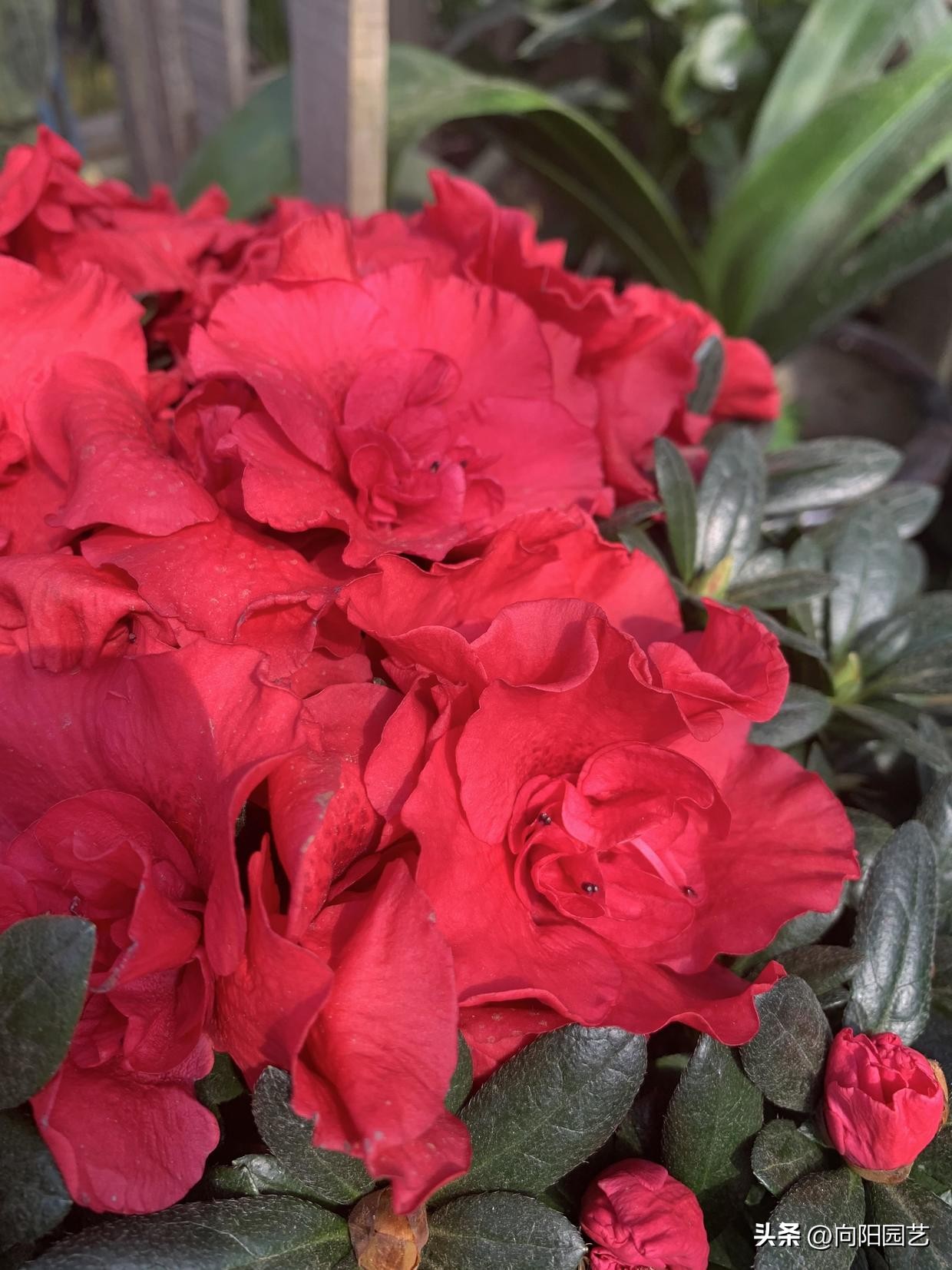 反季节栽杜鹃花,杜鹃花先别急着丢掉