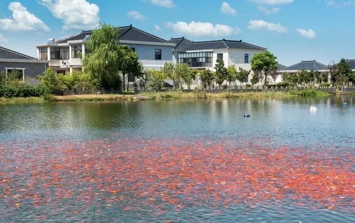 歌吹读音,九江沿湖村