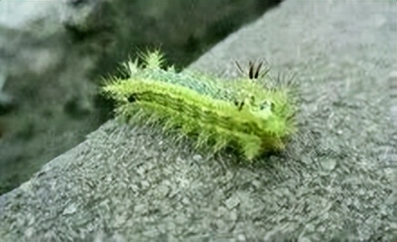 千足虫马路上聚集什么原因,千足虫成都