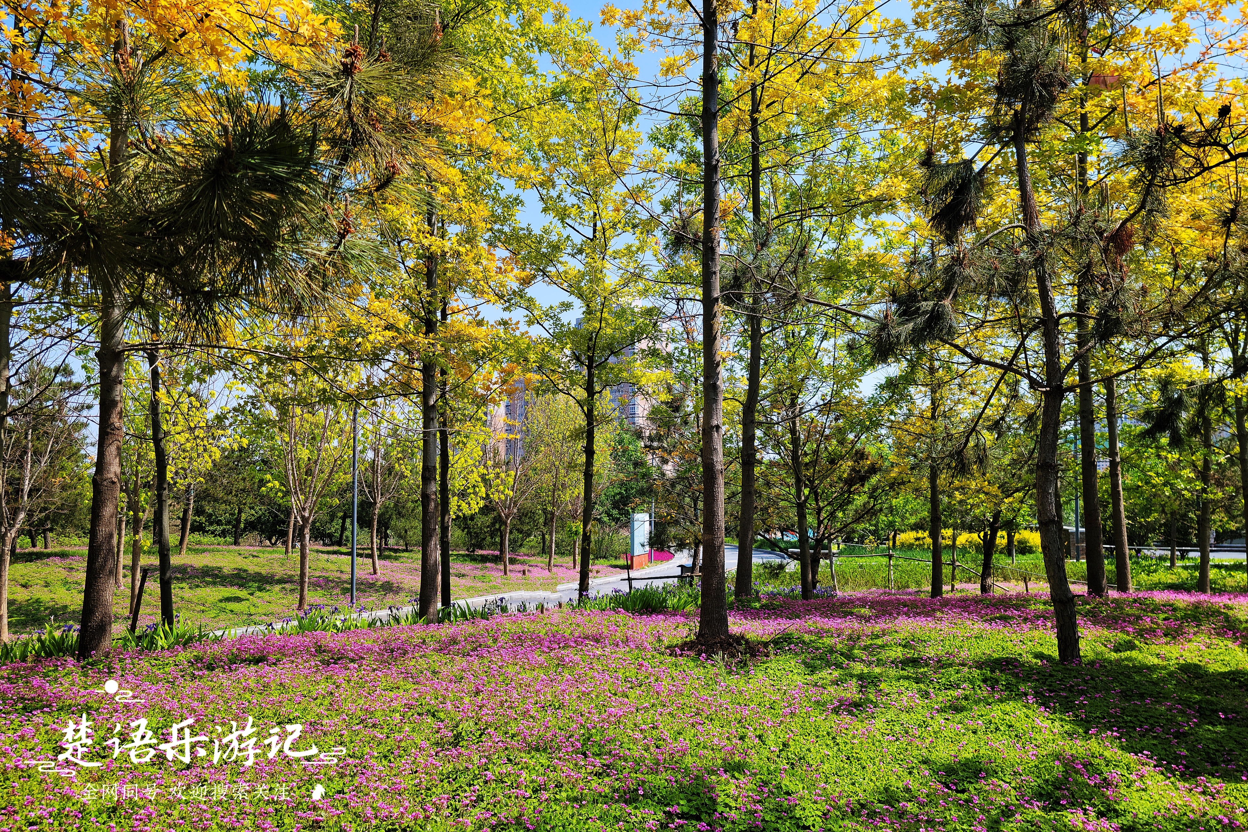郑州周边有哪些花海,郑州十大网红景区