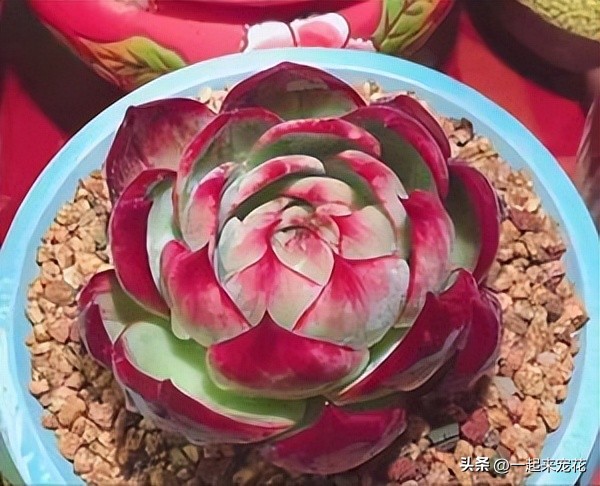 4种经典的网红多肉,最近很火的网红小多肉