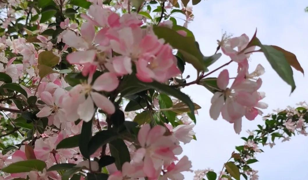 西安植物园春花怒放盛景,西安植物园海棠园