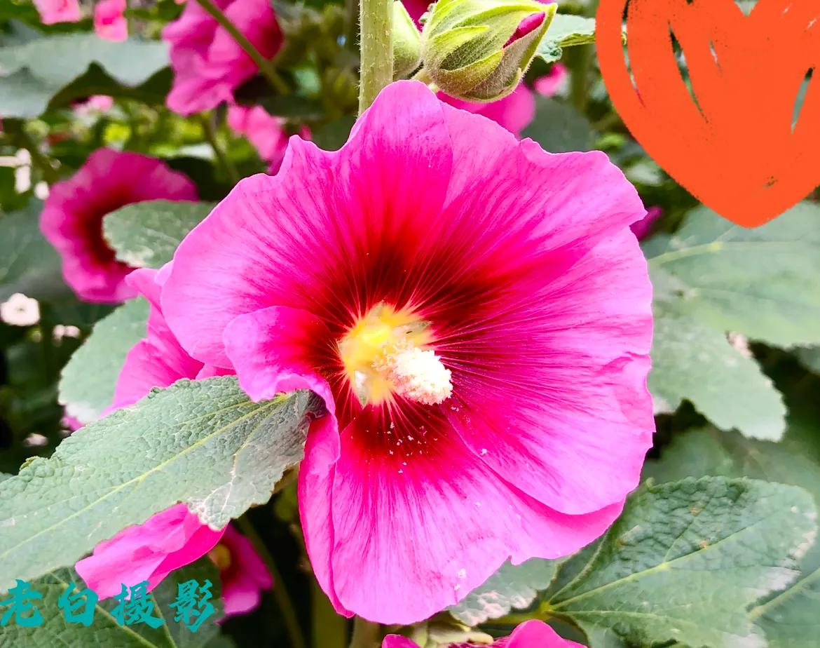 生活的极致就是化繁为简,极简是一种生活态度越简单越精致