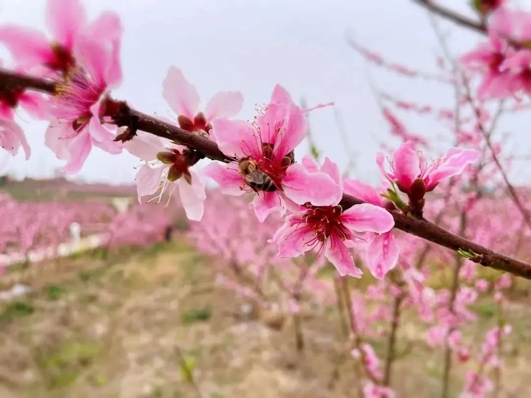 2022新洲文旅精彩不断，2023诗与远方步履不停