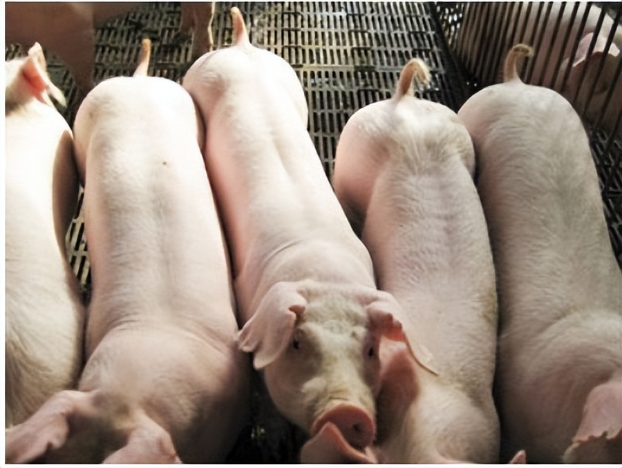 猪场补贴最新消息,2021国家惠民养猪补贴如何申请