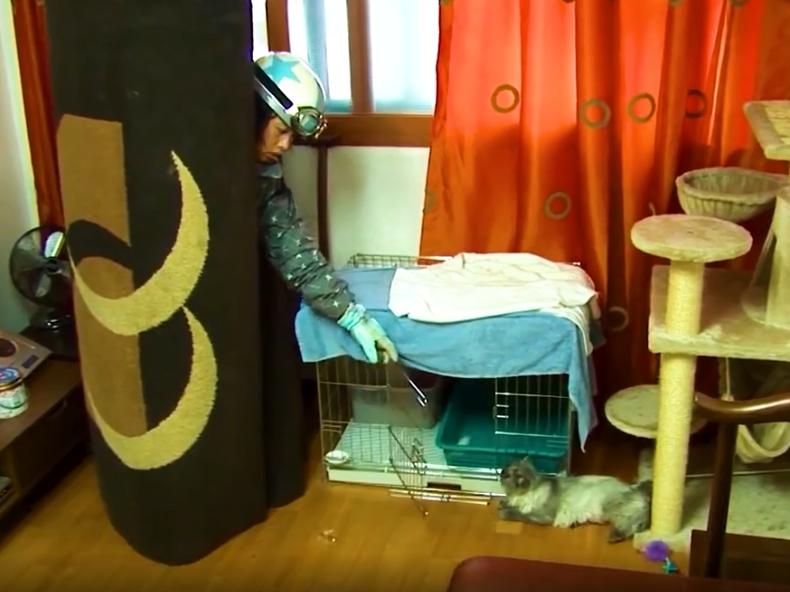 产后抑郁症的猫有什么表现,小母猫产后抑郁什么表现