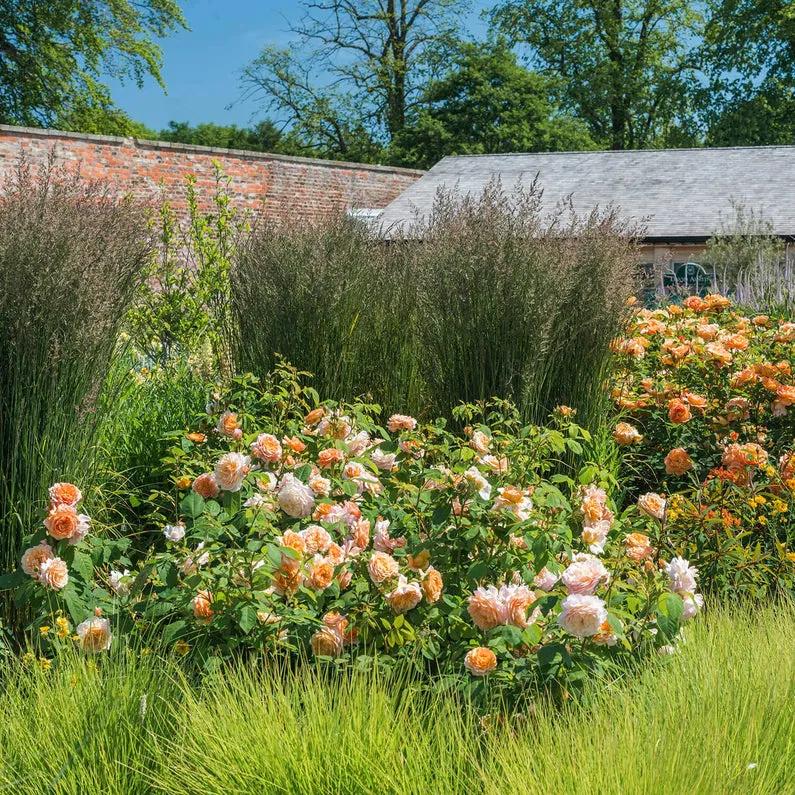 奥斯汀格蕾丝月季,奥斯汀耐热耐晒品种