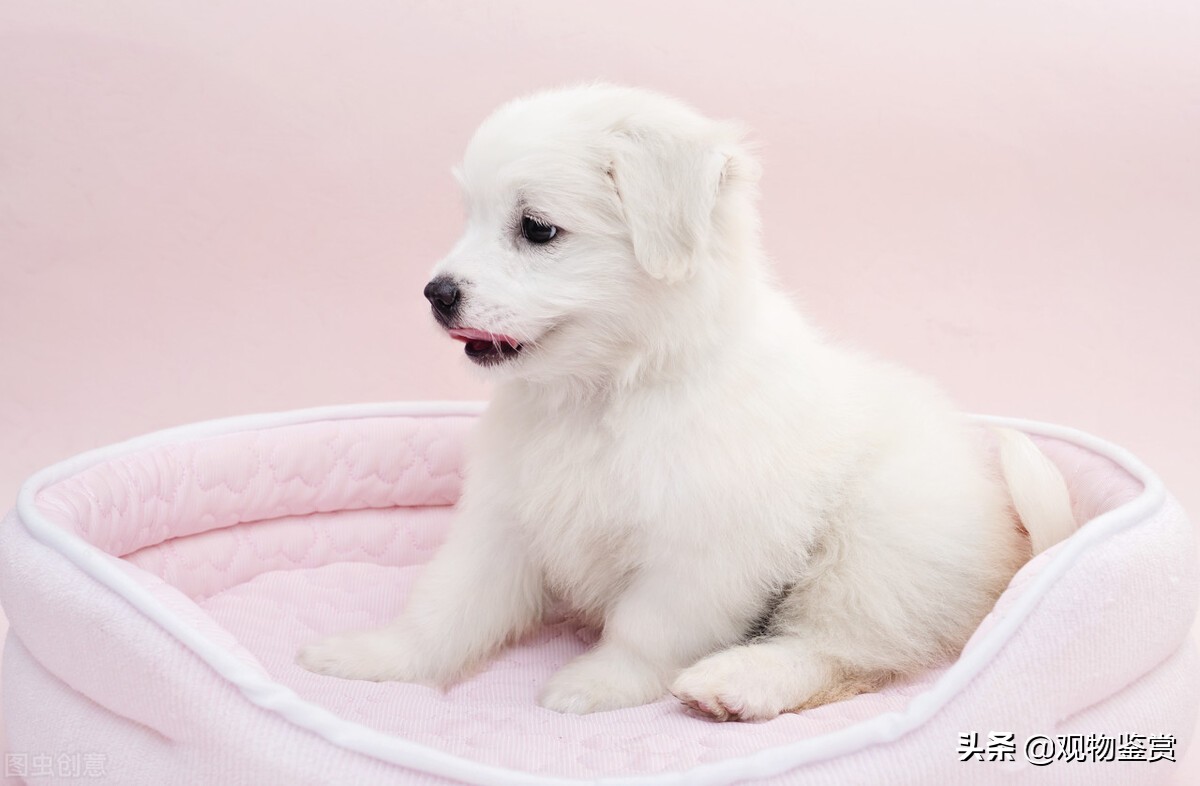 狗刚满十八天能吃狗粮吗,狗狗25天能吃狗粮吗