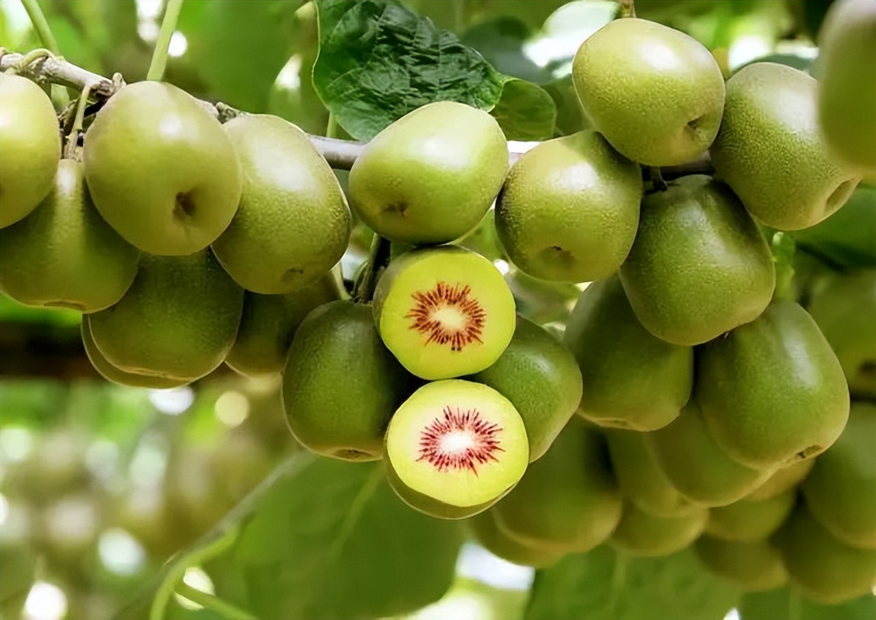 国产猕猴桃和进口奇异果,国产奇异果猕猴桃