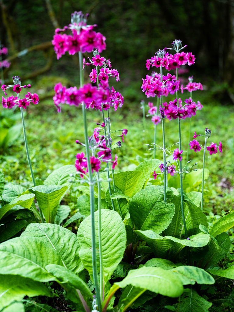 雅安熊猫生态公园地址,雅安芦山熊猫公园