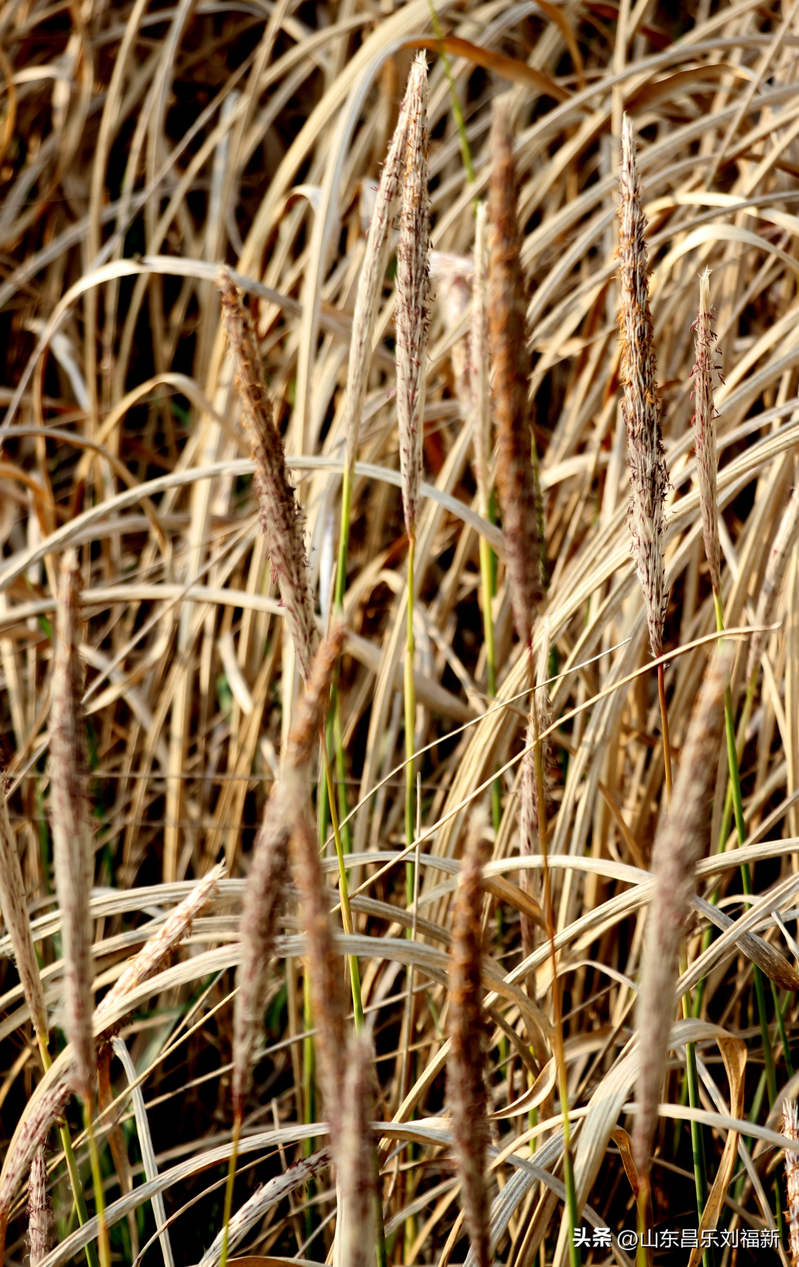 洋槐花·万马奔腾电器·鄌郚医院贴膏药