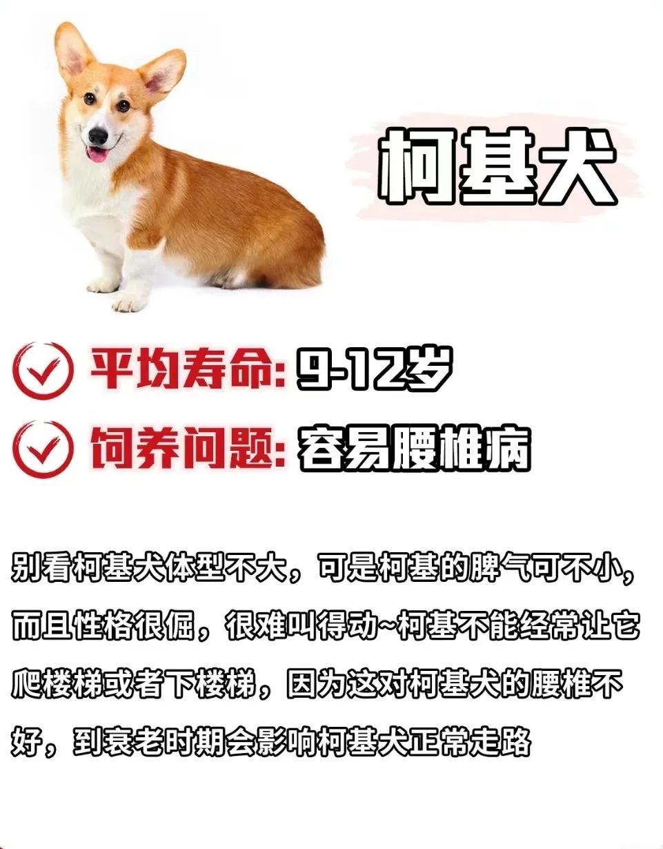 雪纳瑞狗狗的寿命,寿命最短的狗狗