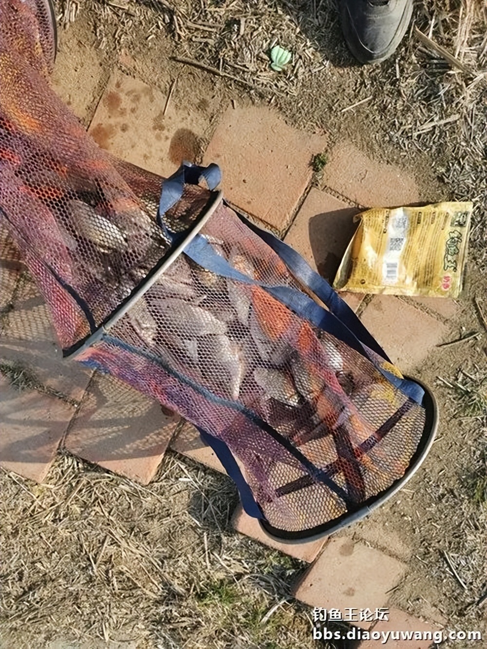 天气变冷怎么钓板鲫,温度升高钓鲢鳙