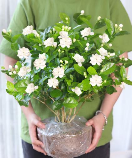 家里盆栽茉莉花怎样培育新苗,冬季怎样养新品种大叶茉莉花
